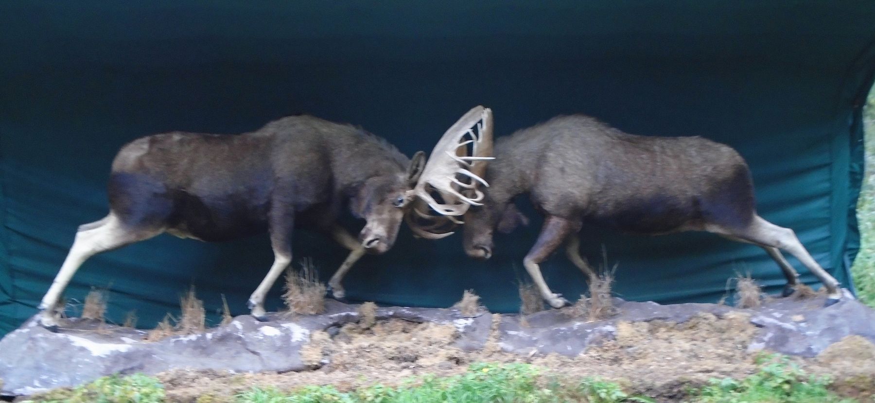 Moose Locked to the End image. Click for full size.