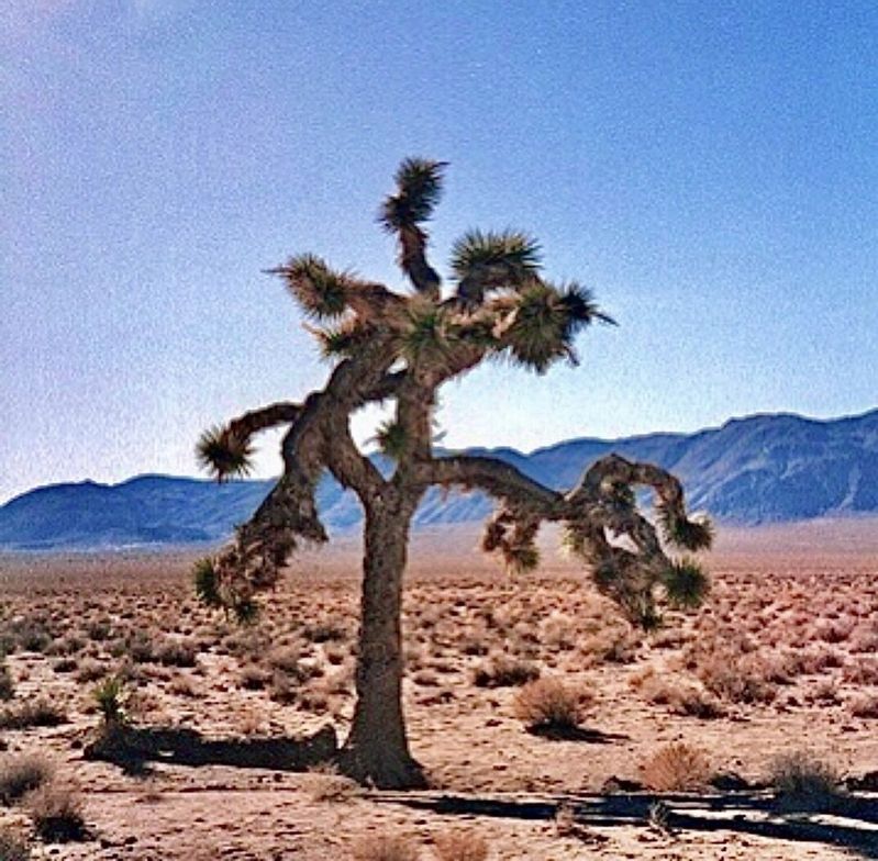 The Joshua Tree - 1994 image. Click for full size.