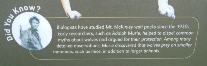 Murie Detail on wolves find room to roam Marker image. Click for full size.