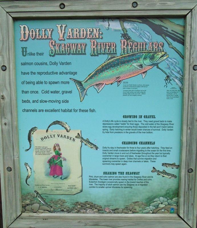 Dolly Varden: Skagway River Regulars Marker. Click for full size. Dolly Varden: Skagway River Regulars Marker image. Click for full size.