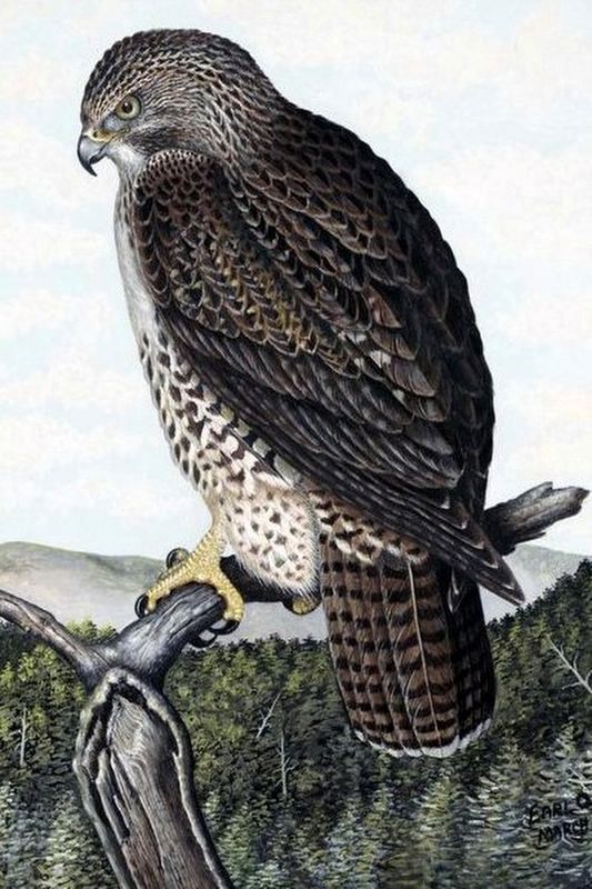 <i>Immature Red-tailed Hawk</i>, 1944 Tempera on Board, 13 5/8 x 16 inches. Click for full size. <i>Immature Red-tailed Hawk</i>, 1944 Tempera on Board, 13 5/8 x 16 inches image. Click for full size.