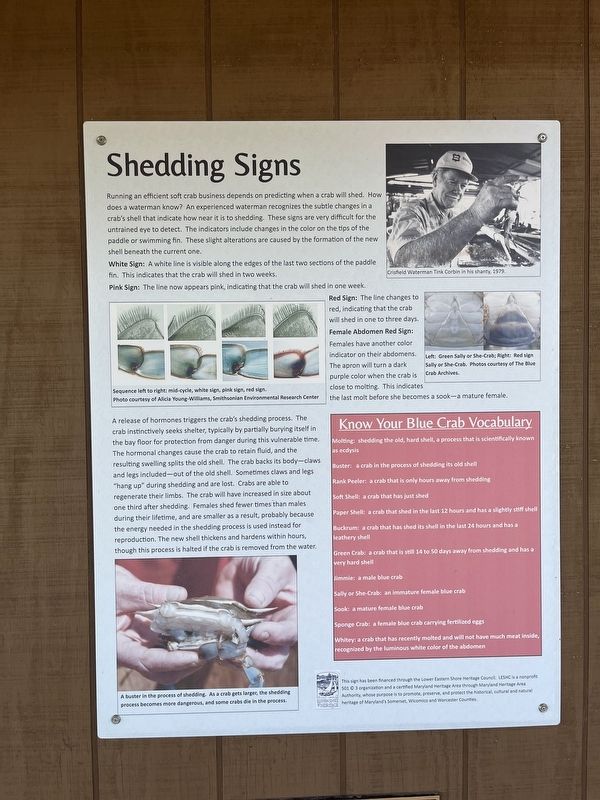 Shedding Signs signage featuring the shedding process. Click for full size. Shedding Signs signage featuring the shedding process image. Click for full size.