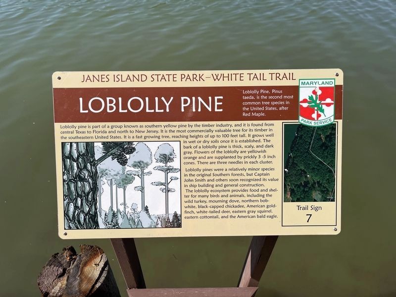 Loblolly Pine Marker image. Click for full size.