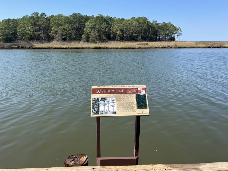 Loblolly Pine Marker image. Click for full size.
