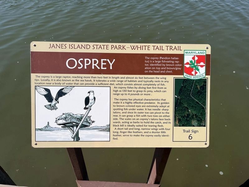 Osprey sign image. Click for full size.