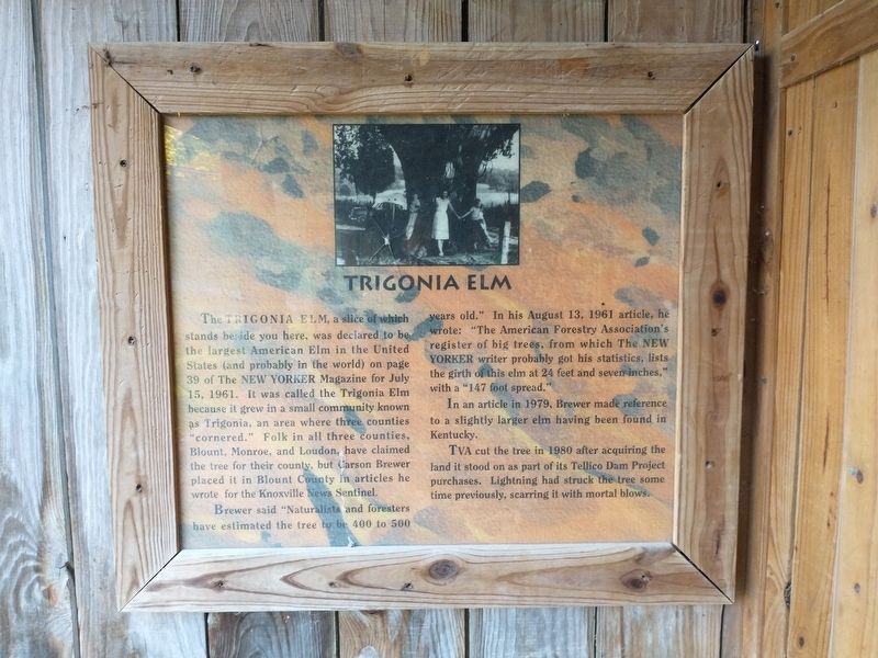 Trigonia Elm Marker image. Click for full size.