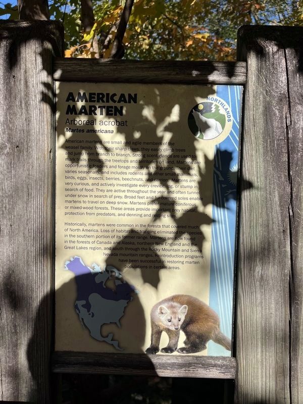 American Marten Marker image. Click for full size.