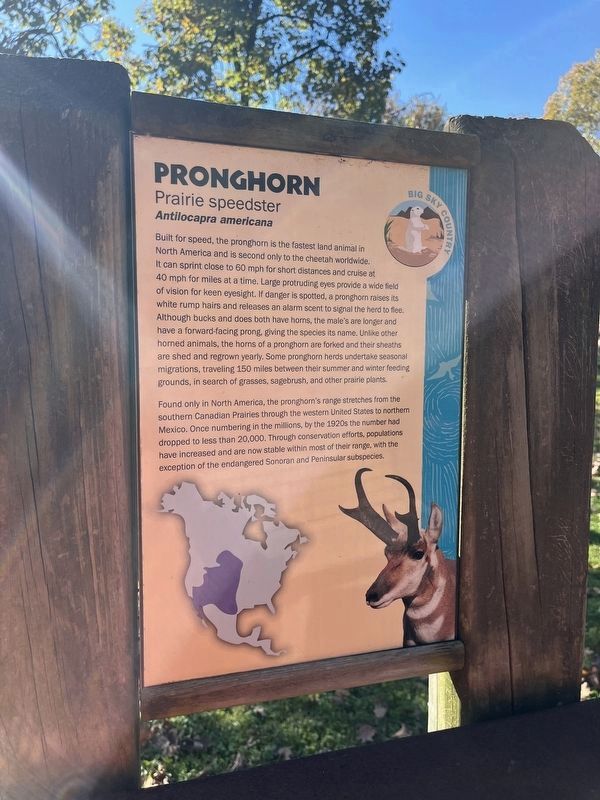 Pronghorn Marker. Click for full size. Pronghorn Marker image. Click for full size.