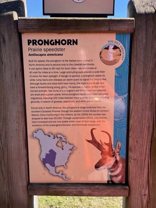 Pronghorn Marker image. Click for full size.