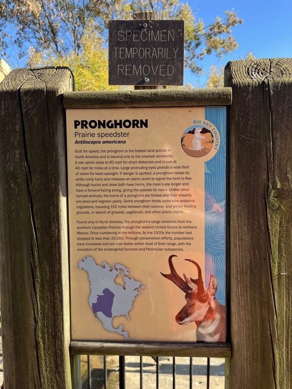 Pronghorn Marker image. Click for full size.