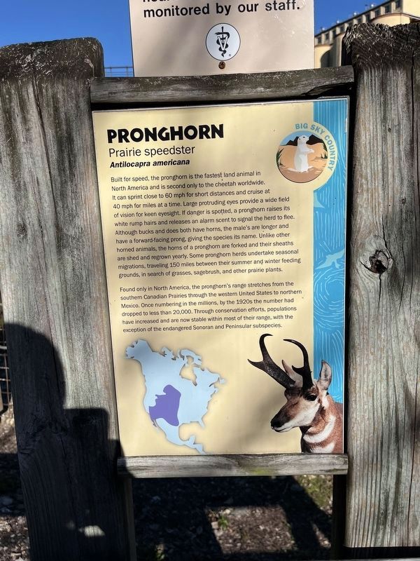 Pronghorn Marker image. Click for full size.