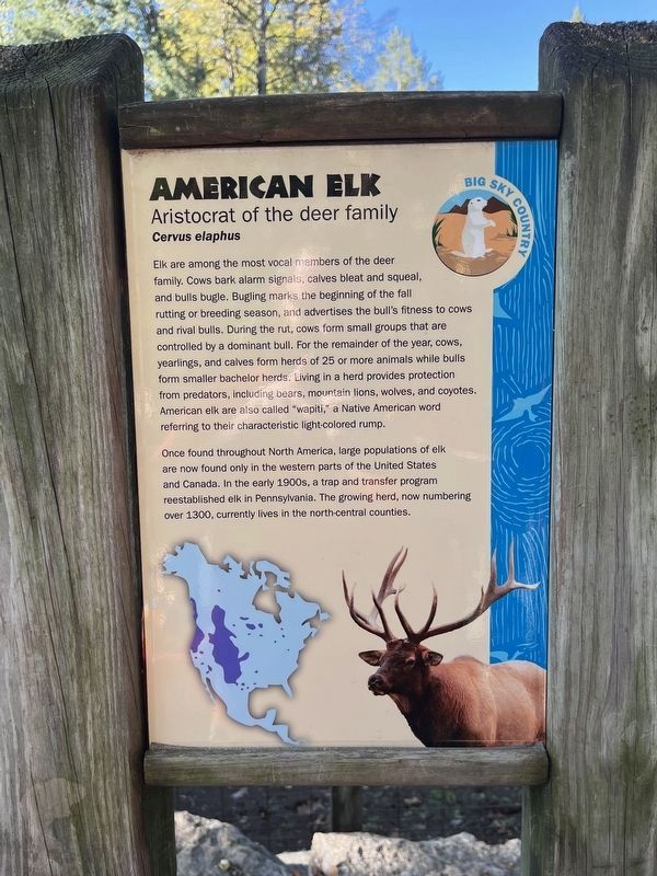 American Elk Marker. Click for full size. American Elk Marker image. Click for full size.