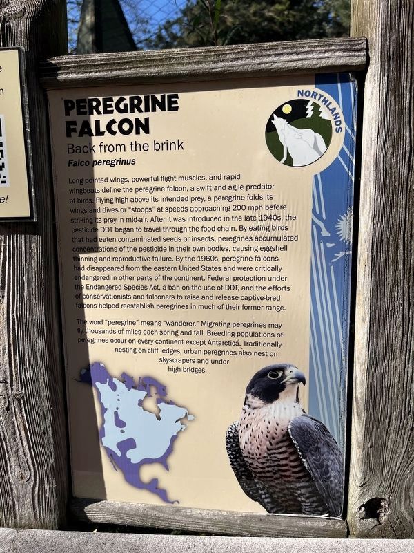 Peregrine Falcon Marker. Click for full size. Peregrine Falcon Marker image. Click for full size.