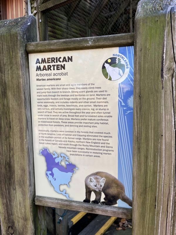American Marten Marker image. Click for full size.