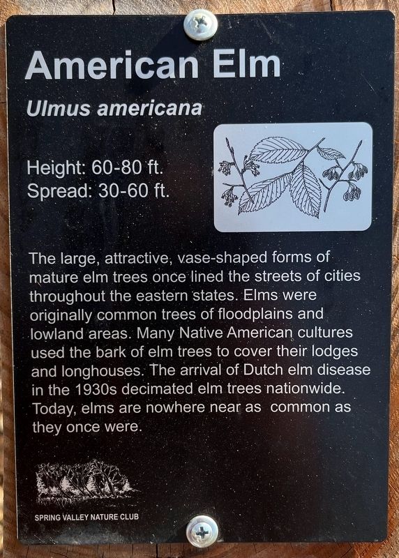 American Elm Marker. Click for full size. American Elm Marker image. Click for full size.