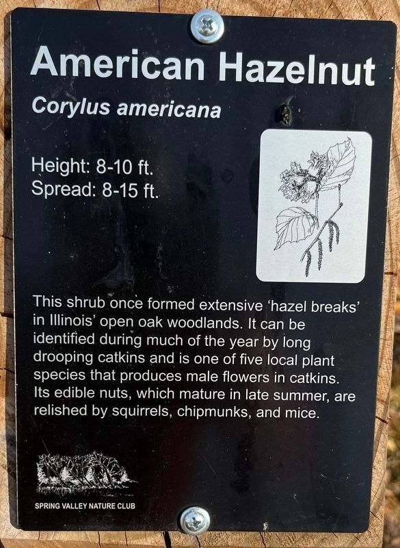American Hazelnut Marker image. Click for full size.