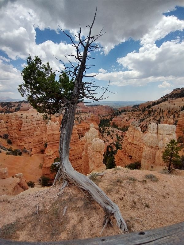 Bryce Canyon National Park image. Click for full size.
