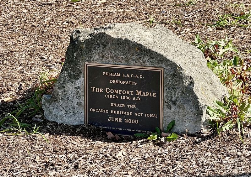 The Comfort Maple heritage designation plaque image. Click for full size.