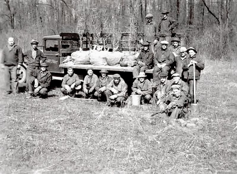 CCC Workers Planting Trees image. Click for full size.