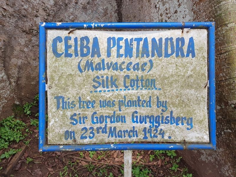 Ceiba pentandra Marker. Click for full size. Ceiba pentandra Marker image. Click for full size.