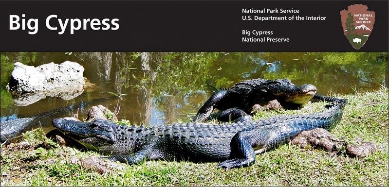 American Alligators. Click for more information. American Alligators image. Click for more information.
