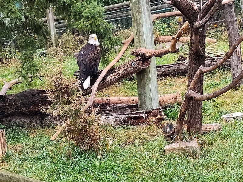 Eagle Nesting Habits Marker. Click for full size. Eagle Nesting Habits Marker image. Click for full size.