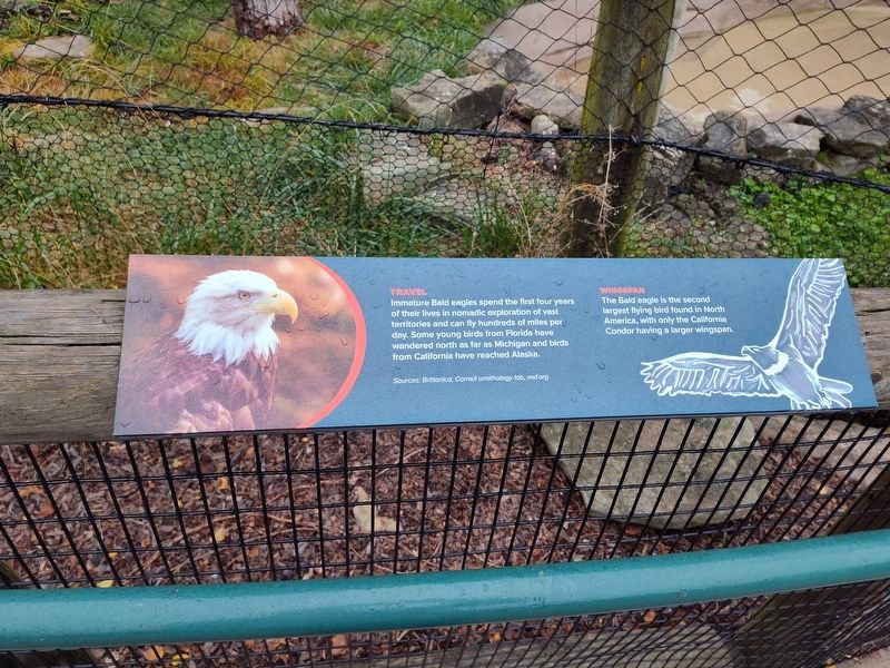 Eagle Nesting Habits Marker. Click for full size. Eagle Nesting Habits Marker image. Click for full size.