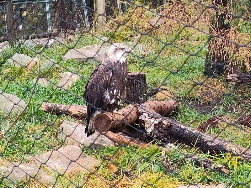 Eagle Nesting Habits Marker. Click for full size. Eagle Nesting Habits Marker image. Click for full size.