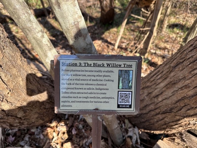 The Black Willow Tree Marker image. Click for full size.