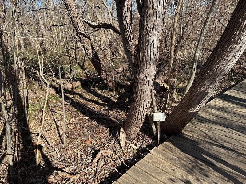 The Black Willow Tree Marker - wide view image. Click for full size.