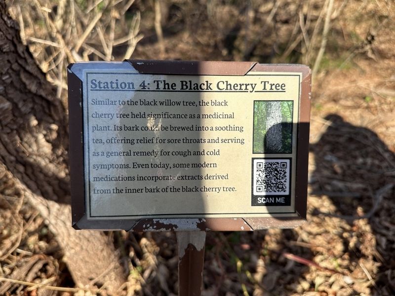 The Black Cherry Tree Marker image. Click for full size.