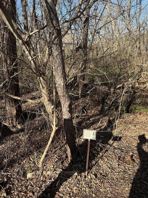 The Black Cherry Tree Marker image. Click for full size.