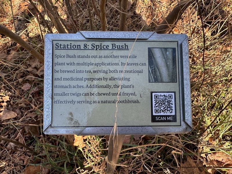 Spice Bush Marker image. Click for full size.