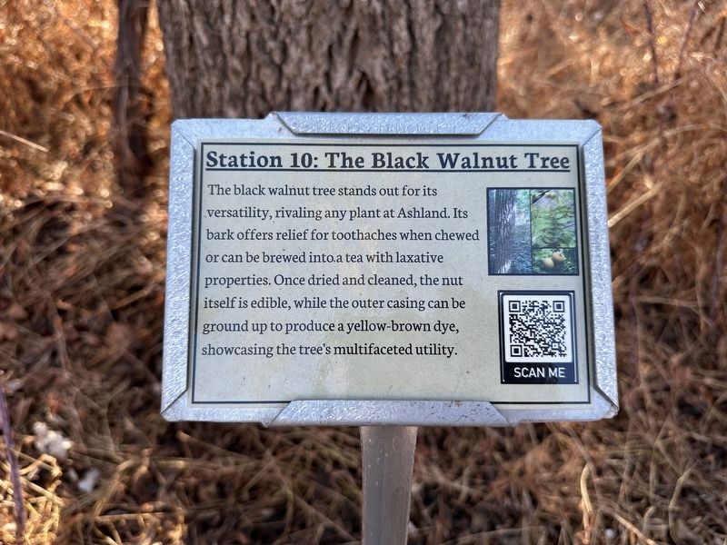 The Black Walnut Tree Marker image. Click for full size.