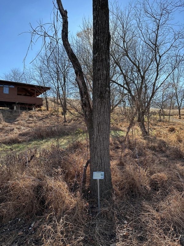 The Black Walnut Tree Marker - wide view image. Click for full size.