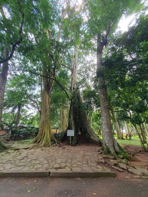 The Strangler Ficus Tree Marker. Click for full size. The Strangler Ficus Tree Marker image. Click for full size.