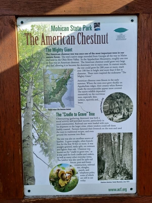 The American Chestnut Marker image. Click for full size.