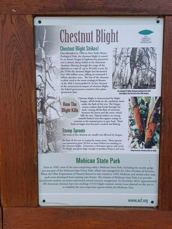 The American Chestnut Marker: Chestnut Blight image. Click for full size.
