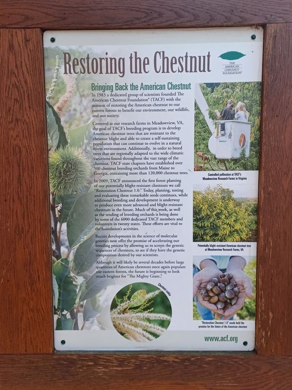 The American Chestnut Marker: Restoring the Chestnut image. Click for full size.
