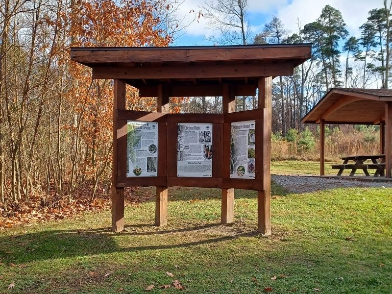 The American Chestnut Marker image. Click for full size.