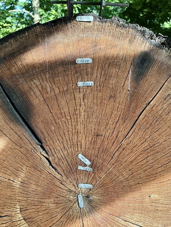 The tree, with years indicated on its rings, depicted in the Story of my Life marker. Click for full size. The tree, with years indicated on its rings, depicted in the Story of my Life marker image. Click for full size.