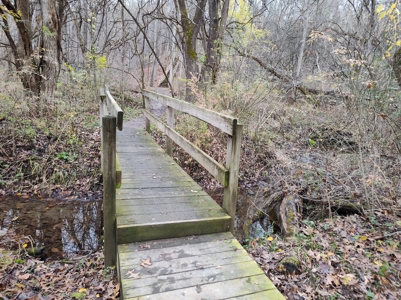 Hoffman Forest MetroPark image. Click for full size.