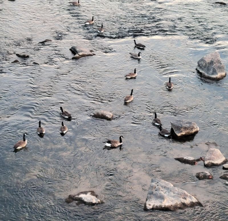 Visible rock outcroppings in the Dan River support a variety of animal life, such as these geese image. Click for full size.