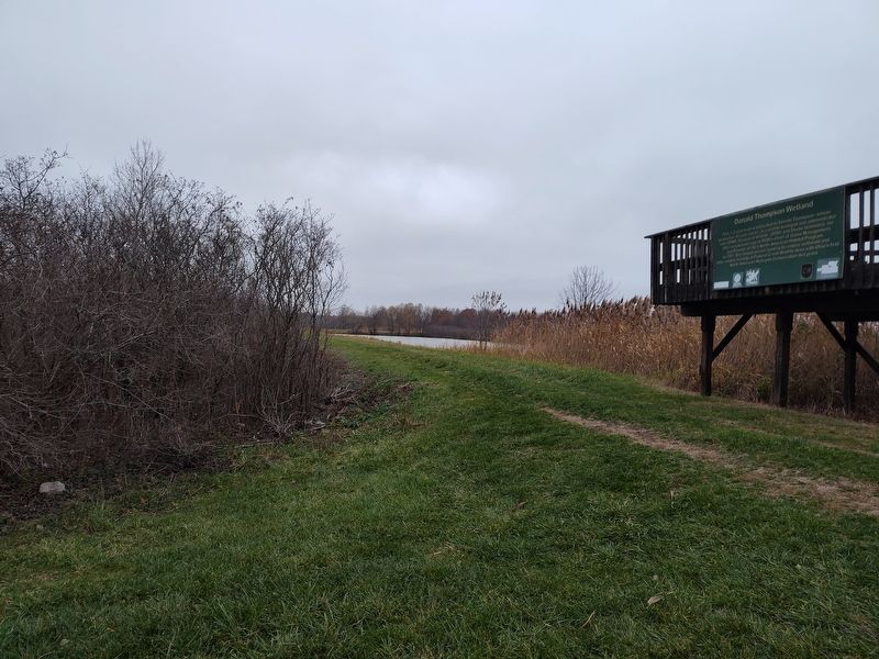 Donald Thompson Wetland image. Click for full size.