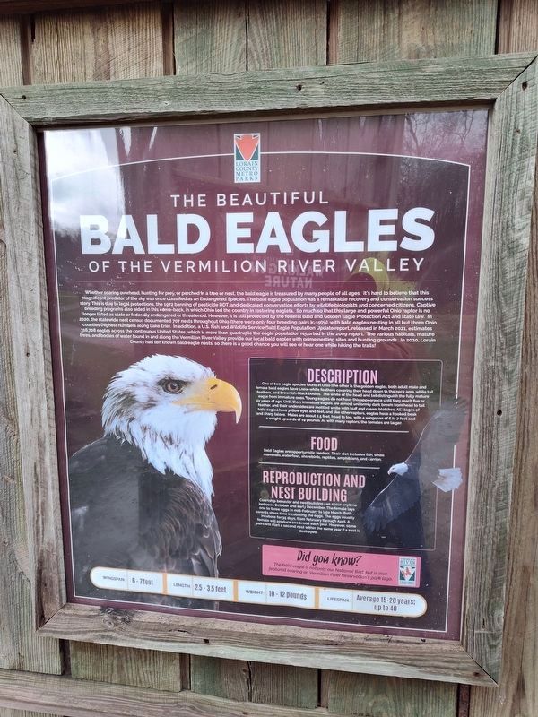 The Beautiful Bald Eagles of the Vermilion River Valley Marker image. Click for full size.