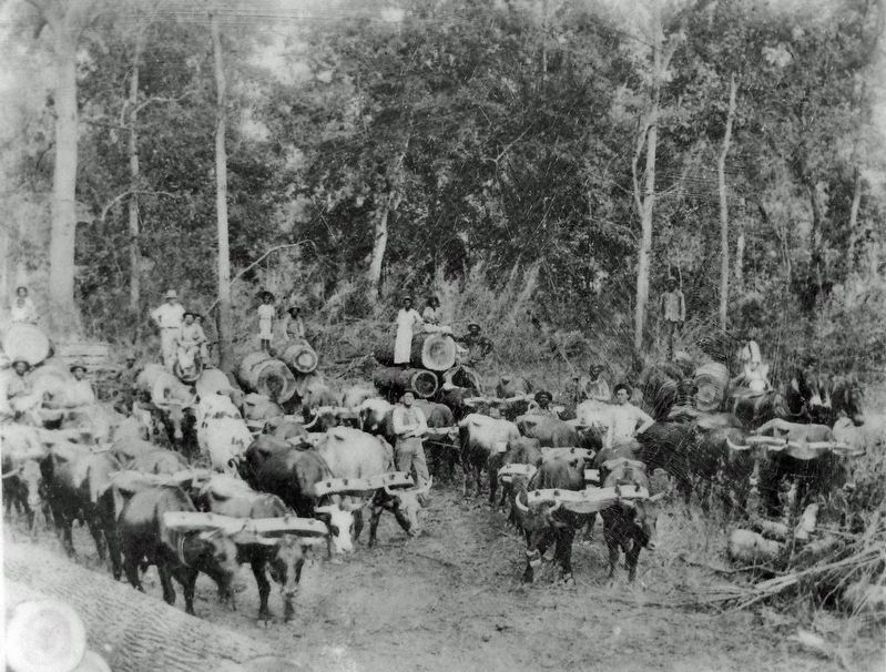 Marker detail: Logging in the Arkansas Delta, ca. 1900 image. Click for full size.