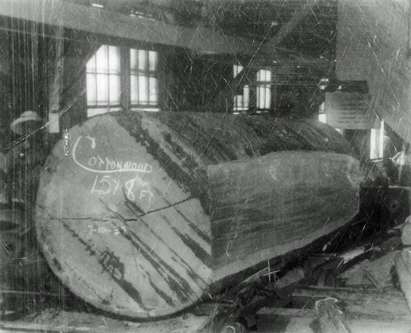 Marker detail: Cottonwood, 15 x 8 ft., 1939 image. Click for full size.