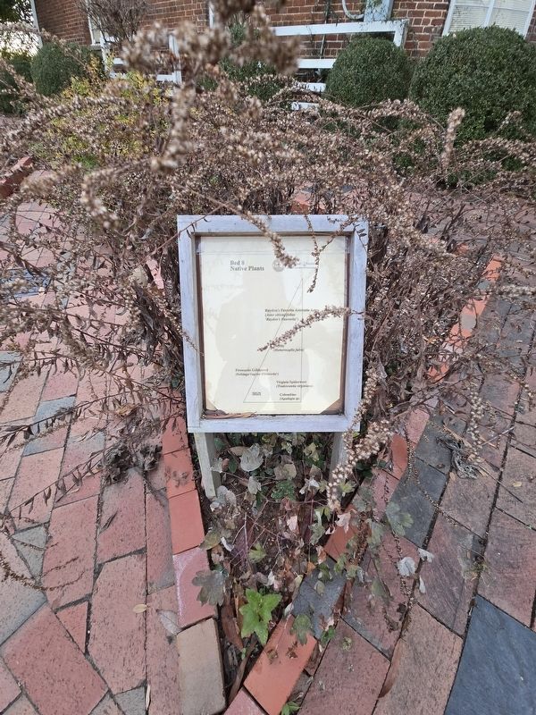 Bed 8 (as referenced in the marker) Native Plants. Click for full size. Bed 8 (as referenced in the marker) Native Plants image. Click for full size.