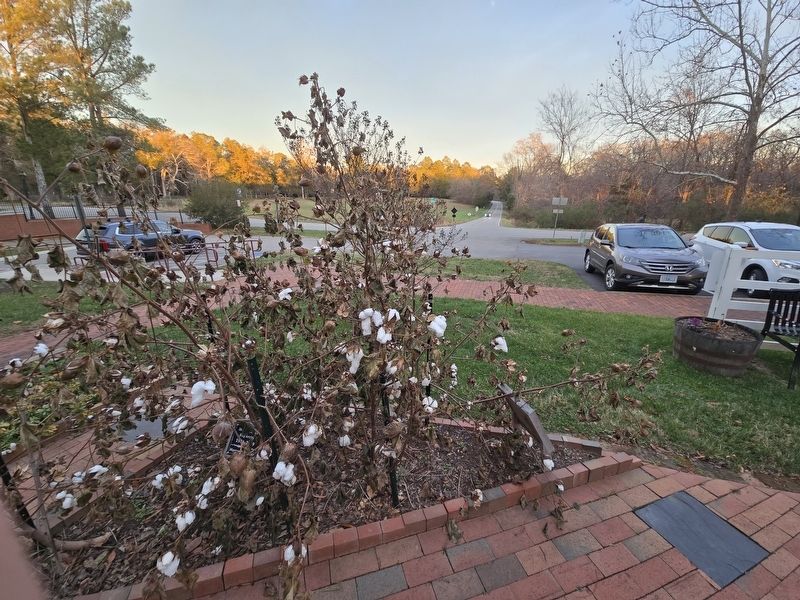 Cotton Marker and bed looking to parking lot. Click for full size. Cotton Marker and bed looking to parking lot image. Click for full size.