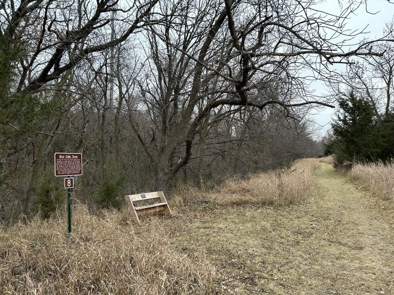 Bur Oak Tree Marker image. Click for full size.
